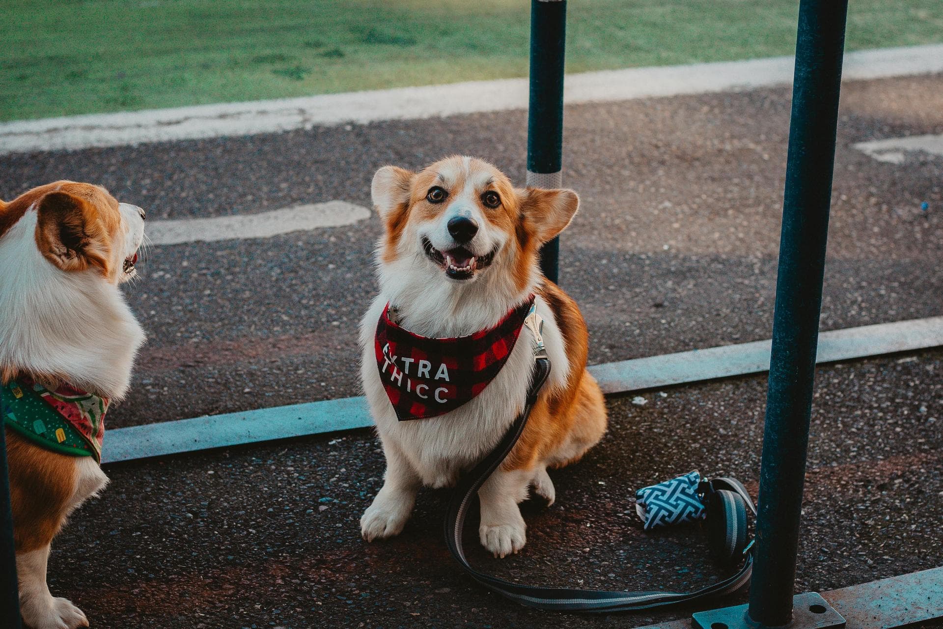Specialist Vets in Davenport