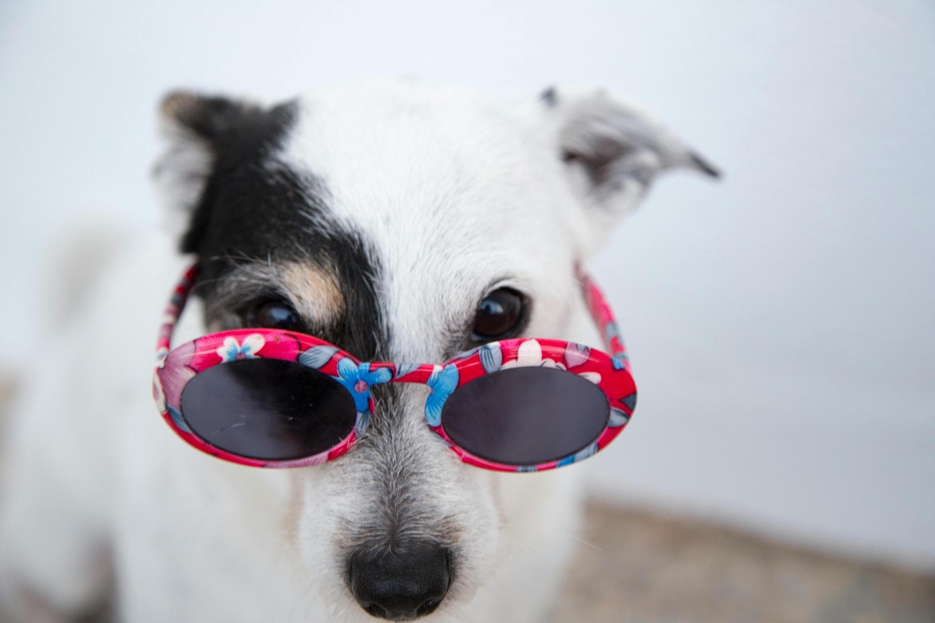 Dog & Cat Vets in Davenport